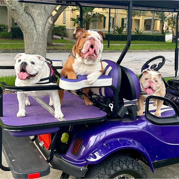 Bougie Bella's Live Show Flyer - Picture 3 of 12